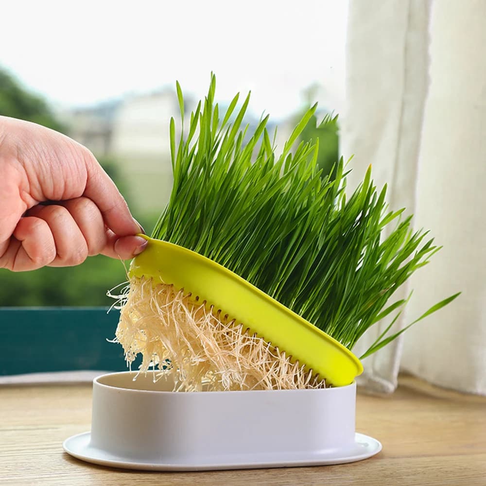 Startowy hydroponiczny zestaw z kocią trawą 🌿